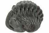 Stunning Enrolled Drotops Trilobite - Over Around #190412-1